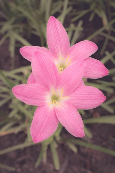 Sepia tonad lily — Stockfoto