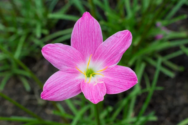 Hermosa flor de lirio — Foto de Stock