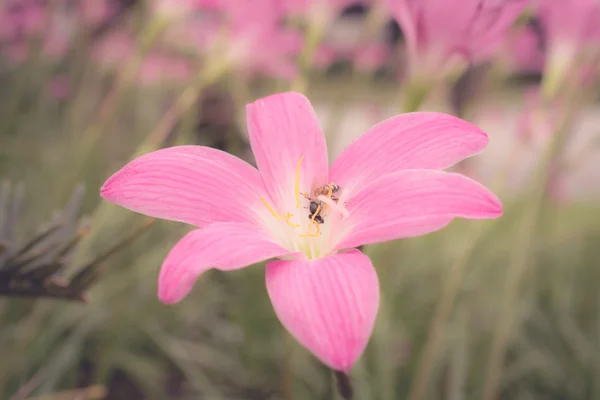 Lily. — Foto de Stock