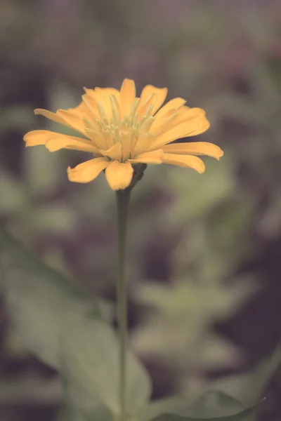 Vintage tonificado Zinnia — Fotografia de Stock