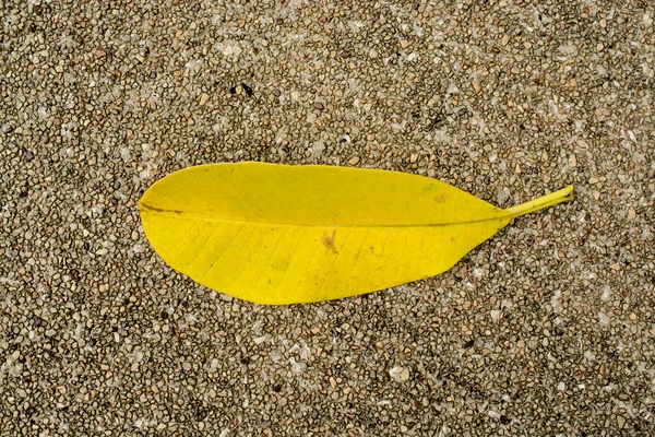 Amarillo — Foto de Stock