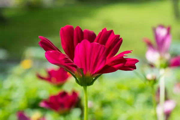 Pradera de flores — Foto de Stock