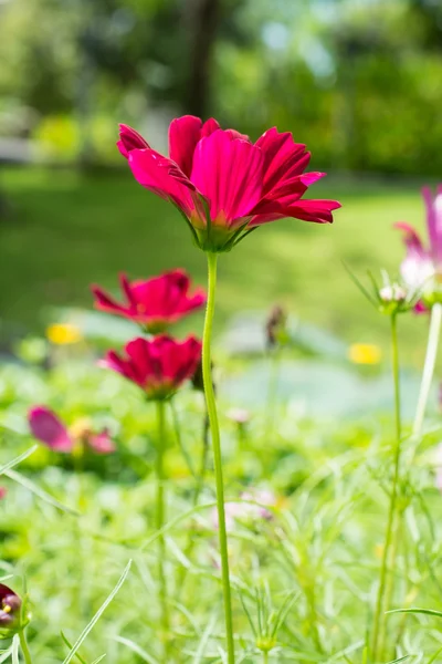 Röd daisy — Stockfoto