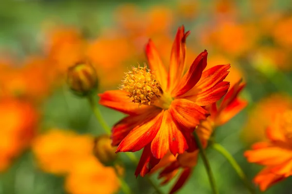 Flor margarida — Fotografia de Stock