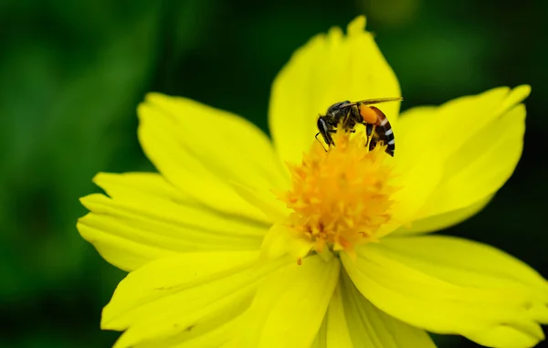 Bliska Pszczoła — Zdjęcie stockowe