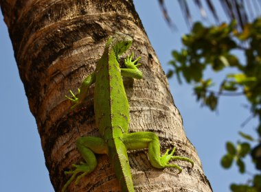 avuç yeşil Iaguana
