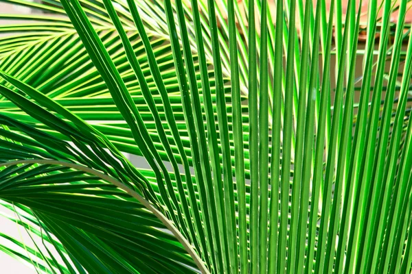 Fundo ramo de palma — Fotografia de Stock