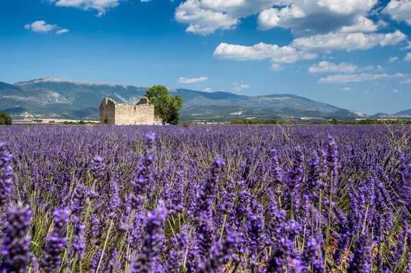 Provence, Lavender lapangan saat matahari terbenam, Valensole Plateau — Stok Foto