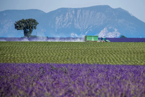 Provence, lavendel fält i solnedgången, Valensole platå — Stockfoto