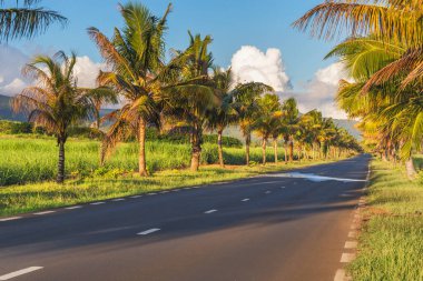 Mauritius adasının güney kesiminde güneşli bir günde palmiye ağaçlarıyla kaplı bir köy yolu.