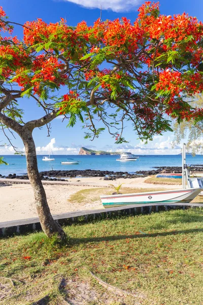 Cap Malheureux, θέα με τυρκουάζ θάλασσα και παραδοσιακό λαμπερό κόκκινο δέντρο, Νήσος Μαυρίκιος — Φωτογραφία Αρχείου