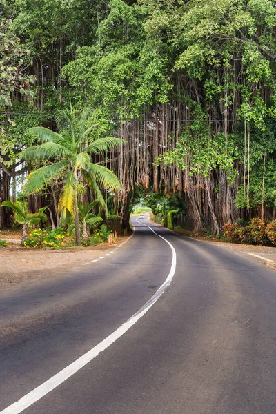 Big Banian tree over road, Ilha Maurícia, África — Fotografia de Stock