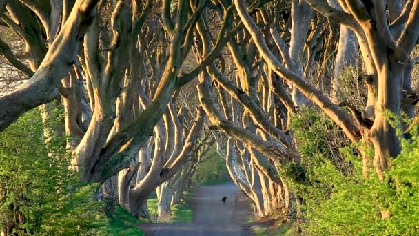 The Dark Hedges,アントリム,北アイルランド ストック動画