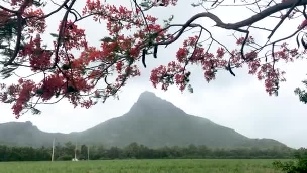 Mooie Flamboyante Boom, Vlam Boom, Delonix Regia met berg op de achtergrond, Mauritius — Stockvideo