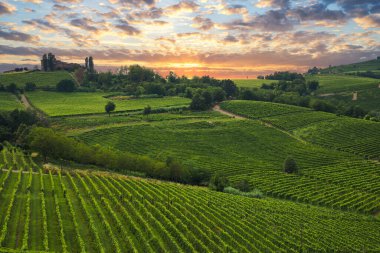 Beautiful vineyards at sunset in Langhe, Piedmont, Italy