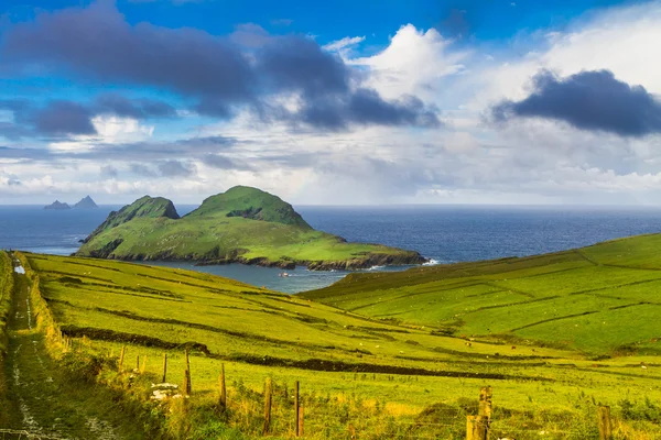 Papegaaiduiker eiland, Ierland — Stockfoto