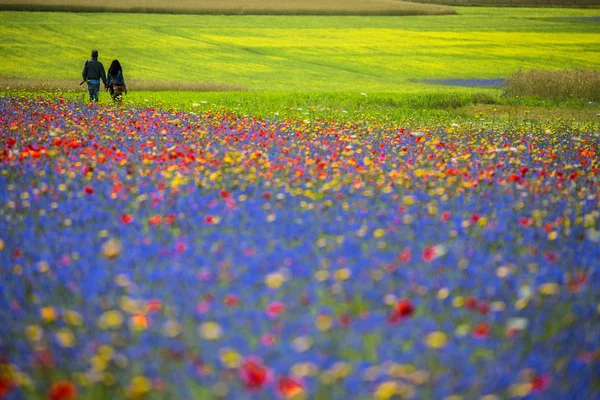 iki ayaklı amoung çiçek