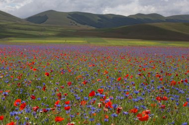 Sibillini dağlarda çiçek açan alanları