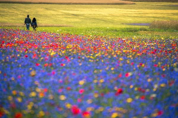 Sibillini dağlarda çiçek açan alanları