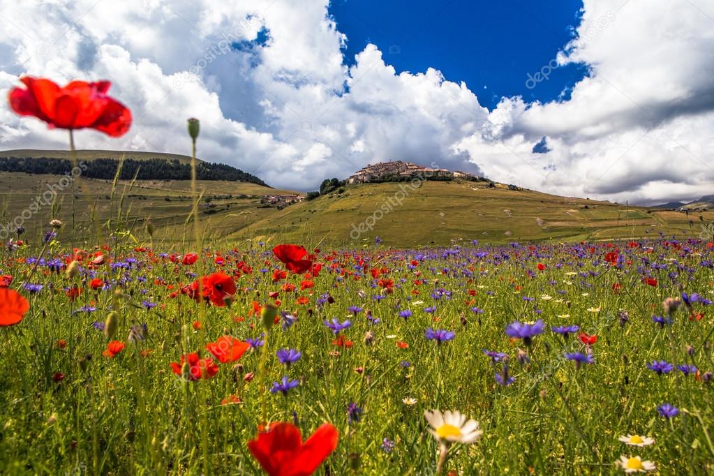 Blooming fields in the Sibillini mountains