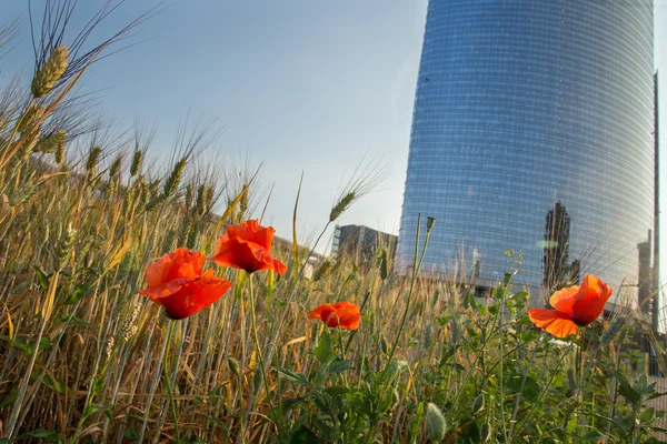 Wheatfield land in Milan — Stock Photo, Image