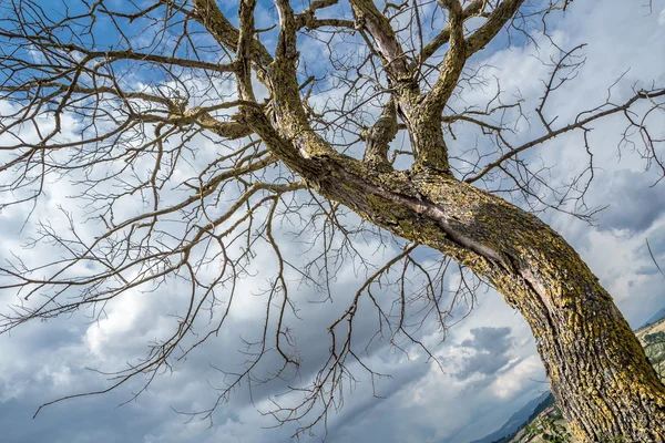 Dode boom — Stockfoto