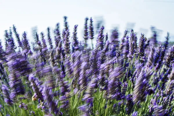 Lavander fält — Stockfoto