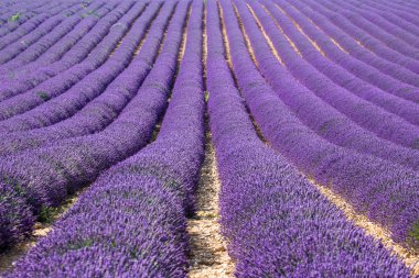 Lavander provence