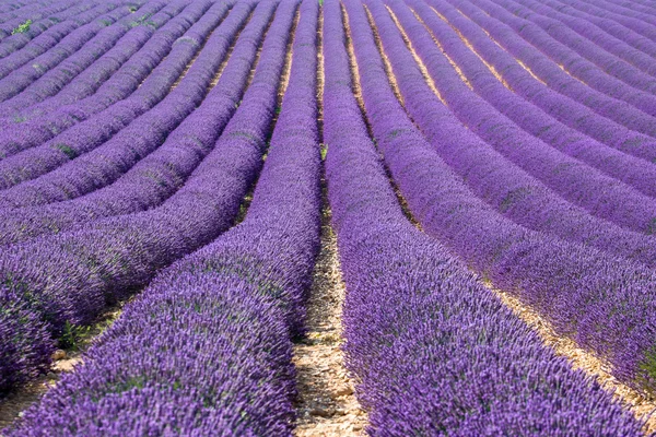 Lavander provence
