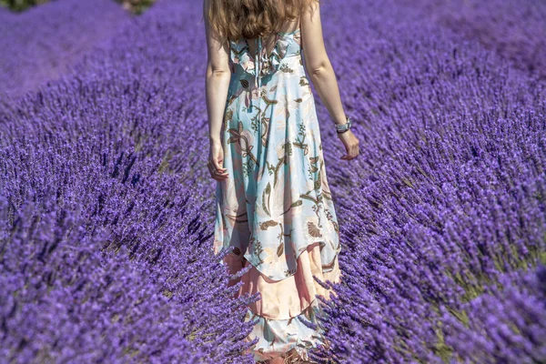 Lavander provence