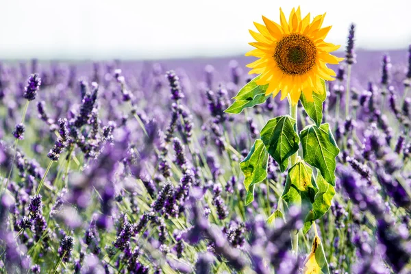 Lavander provence — 图库照片