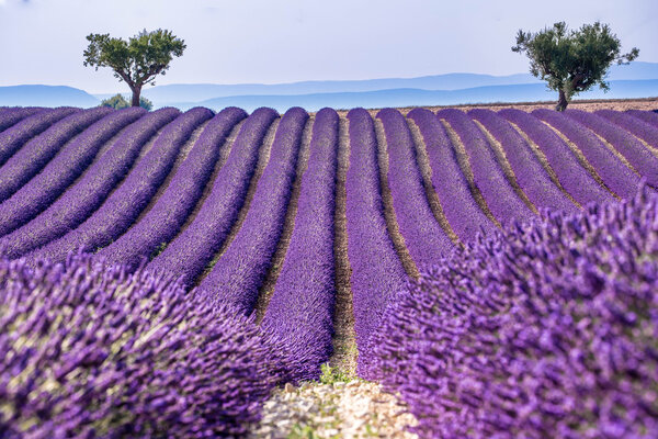 Lavander field