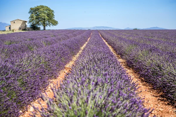 Pola lavander, Prowansja — Zdjęcie stockowe