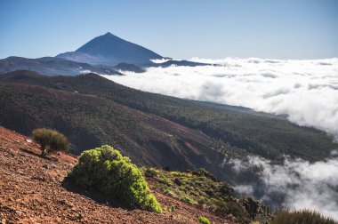 Volkanik yamaçlar, bulutların altında bitki örtüsü ve çam ormanıyla kaplıdır. Ufkun üzerinde yükselen Teide Dağı, Tenerife, Kanarya Adaları, İspanya.
