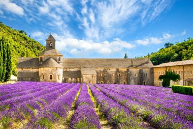 Abbaye Notre Dame de Senanque, Gordes, Provence, Fransa 'nın önünde lavanta tarlaları çiçek açtı.