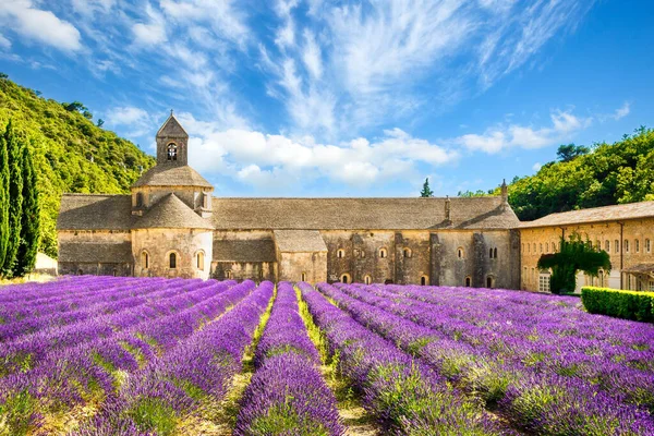 Abbaye Notre Dame de Senanque, Gordes, Provence, Fransa 'nın önünde lavanta tarlaları çiçek açtı.