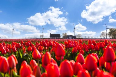 Hollanda 'da mavi gökyüzünün altında, çiftlik evi ve rüzgar türbinleri olan kırmızı lale tarlası.