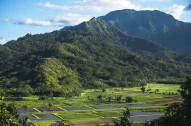 Dağlı Hanalei Vadisi taro tarlaları, Kauai, Hawaii, ABD.