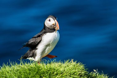 Atlantik Puffins kayalıkları üzerinde
