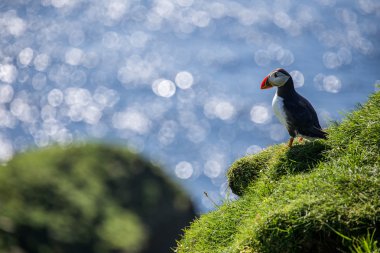 Atlantik Puffins kayalıkları üzerinde