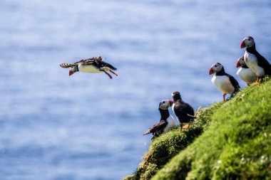 Atlantik Puffins kayalıkları üzerinde güzel canlı resmi