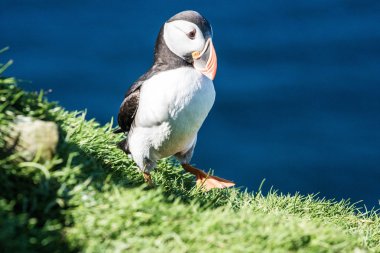 Atlantik Puffins kayalıkları üzerinde
