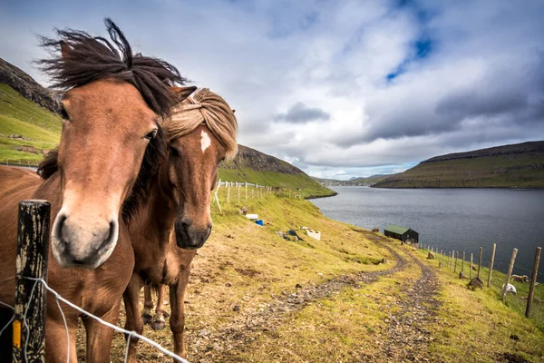 Cavalli sulle Isole Faroe — Foto Stock