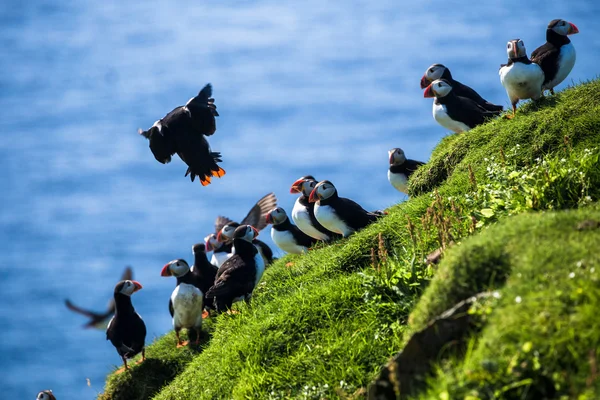 Atlantik Puffins kayalıkları üzerinde
