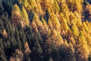 Sonbaharda tarla ormanı