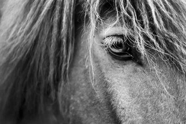 Caballo de belleza negro — Foto de Stock