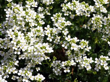 Beyaz çiçekler - Arabis procurrens