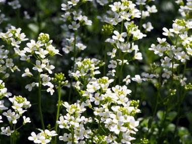 Beyaz çiçekler - Arabis procurrens