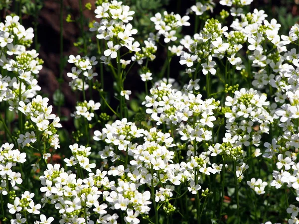 White flowers - Arabis procurrens — Stock Photo, Image