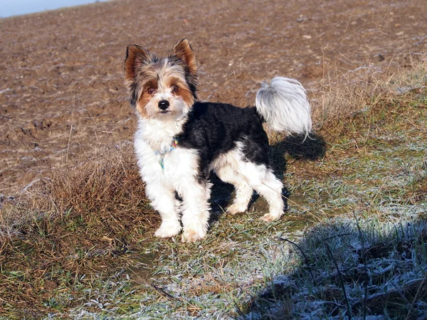 Biewer yorkshire terrier — Zdjęcie stockowe